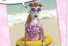 Funny Cards